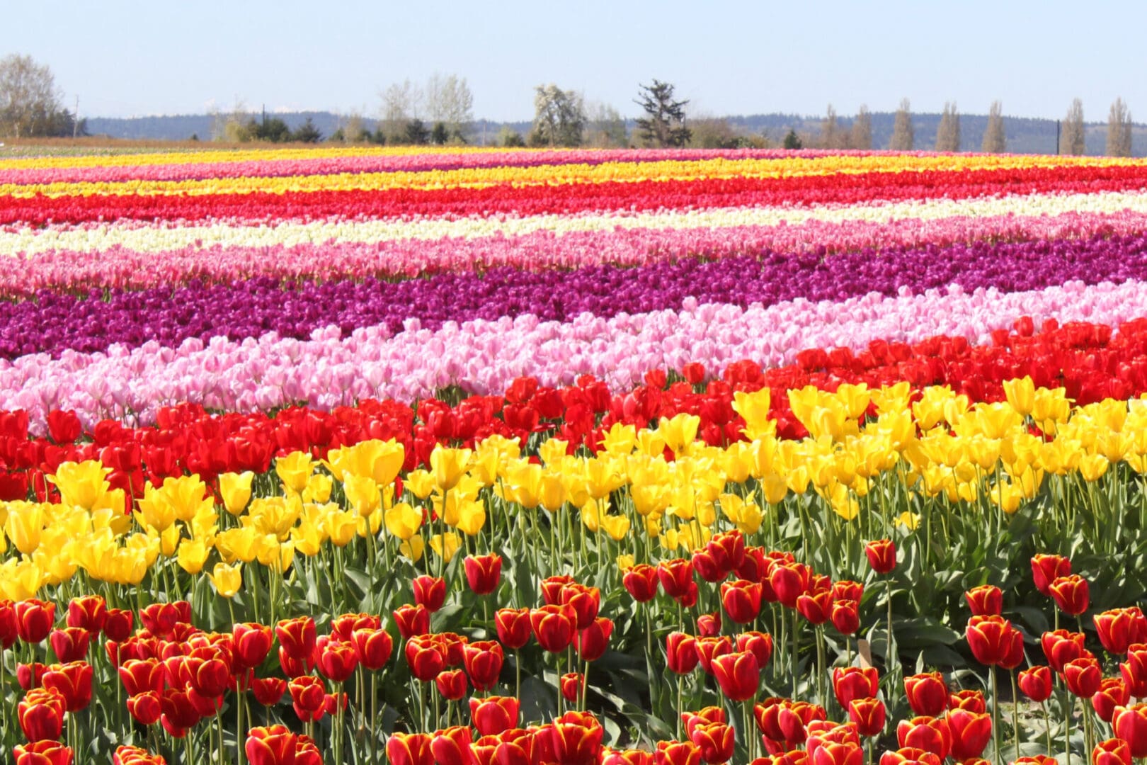 Niagara Falls Tulip Farm Tickets Sarah Grey